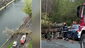 VIDEO Un șofer a fost rănit de copacul doborât de vânt. Vremea s-a dezlănțuit din nou în Capitală